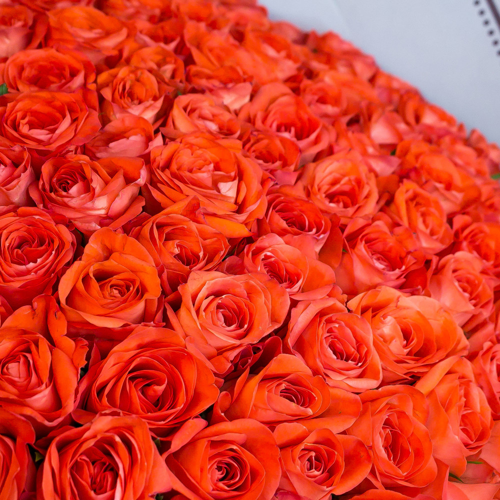 Миллион роз купить. Миллион роз. Букет из миллиона роз. Мандариновые розы букет.