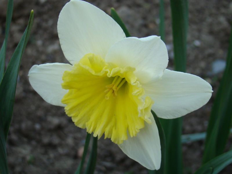 нарцисс цветок марта