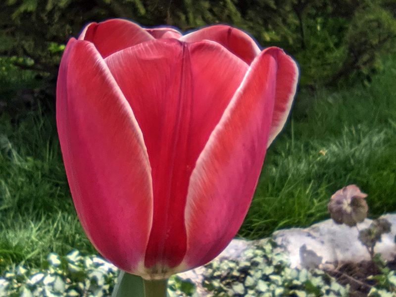популярные цветы тюльпан