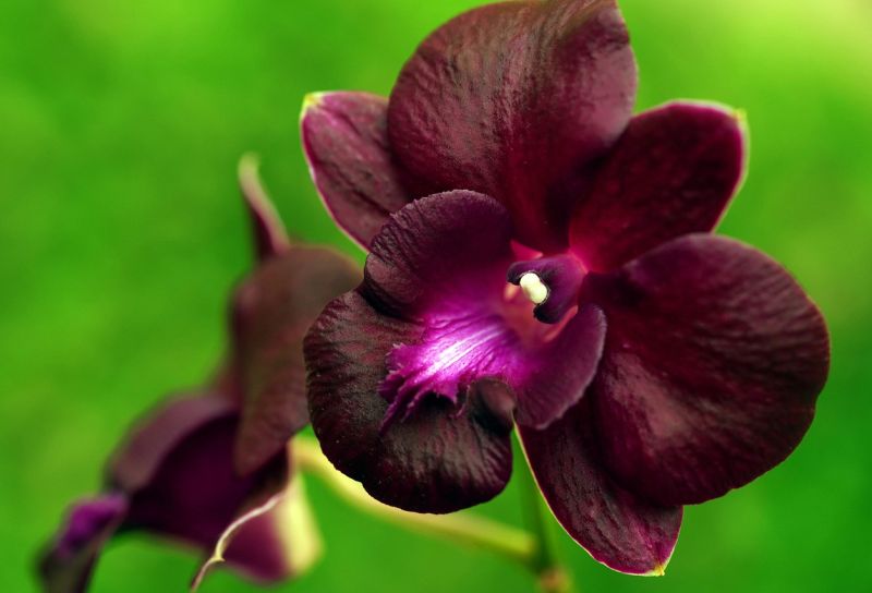 популярные цветы орхидея