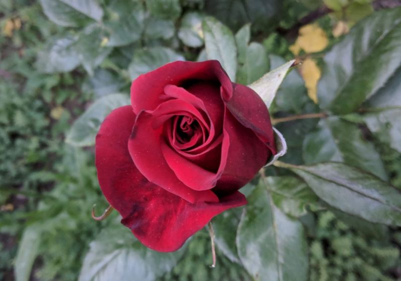 популярные цветы роза