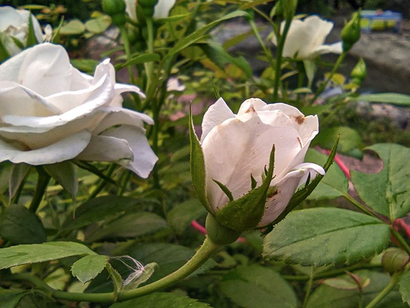 роза цветок июня