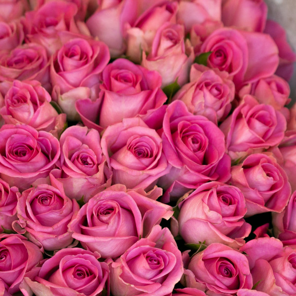 Букет из 101 розовой кенийской розы вид 3