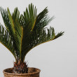 Цикас - саговая пальма вид 1
