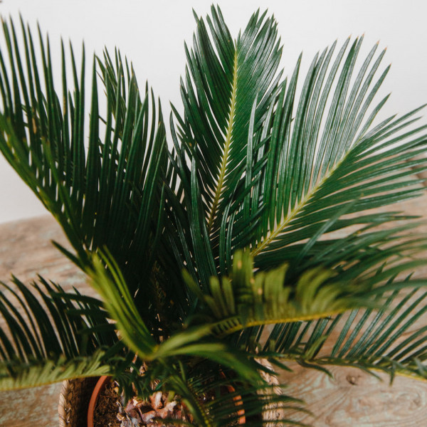 Цикас - саговая пальма вид 2