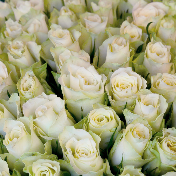 Букет из 101 белой кенийской розы вид 3