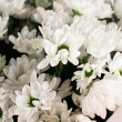 Букет &quot;Нежность&quot; из 11 белых кустовых хризантем вид 5